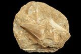 Mosasaur (Prognathodon) Tooth In Rock #70446-1